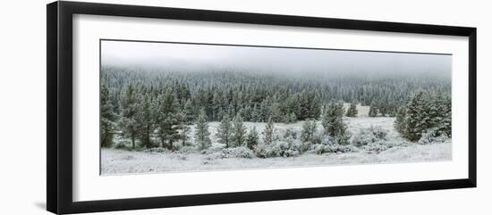 Trees on a snow covered landscape along Trail Ridge Road, Estes Park, Rocky Mountain National Pa...-null-Framed Photographic Print