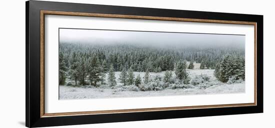 Trees on a snow covered landscape along Trail Ridge Road, Estes Park, Rocky Mountain National Pa...-null-Framed Photographic Print