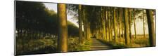 Photographic Print