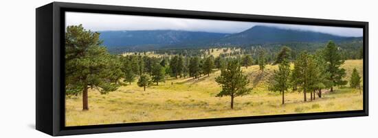 Trees on landscape along Trail Ridge Road, Estes Park, Rocky Mountain National Park, Colorado, USA-null-Framed Premier Image Canvas