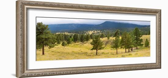 Trees on landscape along Trail Ridge Road, Estes Park, Rocky Mountain National Park, Colorado, USA-null-Framed Photographic Print