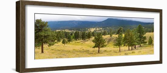 Trees on landscape along Trail Ridge Road, Estes Park, Rocky Mountain National Park, Colorado, USA-null-Framed Photographic Print