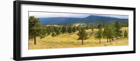 Trees on landscape along Trail Ridge Road, Estes Park, Rocky Mountain National Park, Colorado, USA-null-Framed Photographic Print