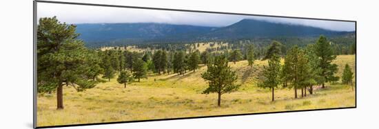 Trees on landscape along Trail Ridge Road, Estes Park, Rocky Mountain National Park, Colorado, USA-null-Mounted Photographic Print