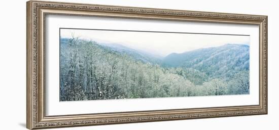 Trees on Mountain, Newfound Gap, Great Smoky Mountains National Park, North Carolina, USA-null-Framed Photographic Print