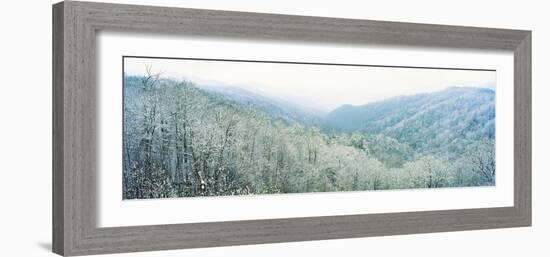 Trees on Mountain, Newfound Gap, Great Smoky Mountains National Park, North Carolina, USA-null-Framed Photographic Print