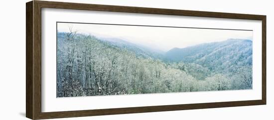 Trees on Mountain, Newfound Gap, Great Smoky Mountains National Park, North Carolina, USA-null-Framed Photographic Print