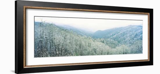 Trees on Mountain, Newfound Gap, Great Smoky Mountains National Park, North Carolina, USA-null-Framed Photographic Print