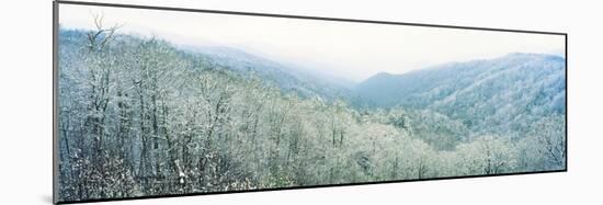 Trees on Mountain, Newfound Gap, Great Smoky Mountains National Park, North Carolina, USA-null-Mounted Photographic Print