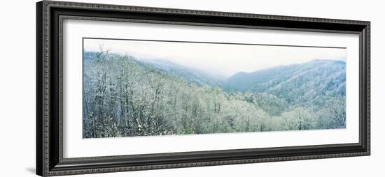 Trees on Mountain, Newfound Gap, Great Smoky Mountains National Park, North Carolina, USA-null-Framed Photographic Print