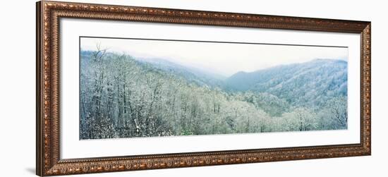 Trees on Mountain, Newfound Gap, Great Smoky Mountains National Park, North Carolina, USA-null-Framed Photographic Print