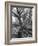 Trees on the Nelson Doubleday Plantation-Alfred Eisenstaedt-Framed Photographic Print