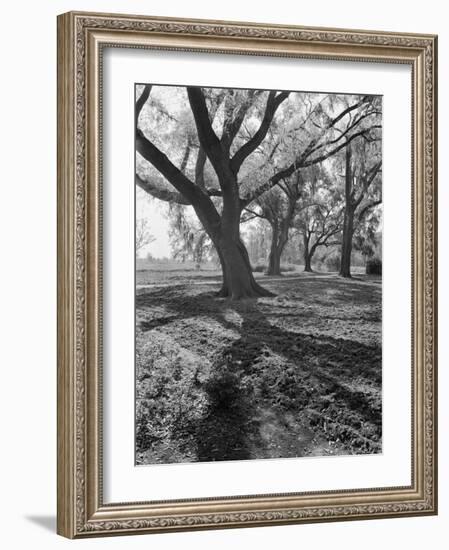 Trees on the Nelson Doubleday Plantation-Alfred Eisenstaedt-Framed Photographic Print