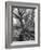 Trees on the Nelson Doubleday Plantation-Alfred Eisenstaedt-Framed Photographic Print