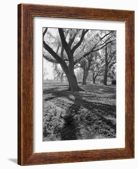 Trees on the Nelson Doubleday Plantation-Alfred Eisenstaedt-Framed Photographic Print