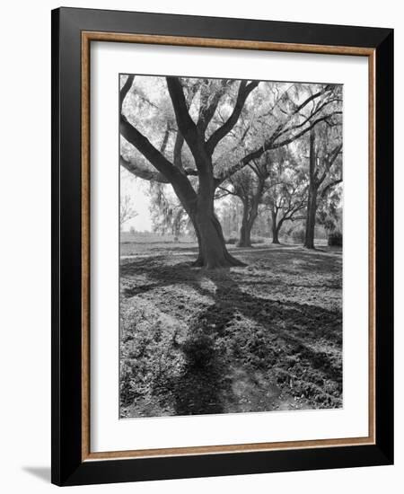 Trees on the Nelson Doubleday Plantation-Alfred Eisenstaedt-Framed Photographic Print