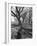 Trees on the Nelson Doubleday Plantation-Alfred Eisenstaedt-Framed Photographic Print