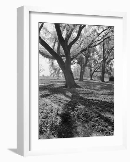 Trees on the Nelson Doubleday Plantation-Alfred Eisenstaedt-Framed Photographic Print