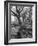 Trees on the Nelson Doubleday Plantation-Alfred Eisenstaedt-Framed Photographic Print