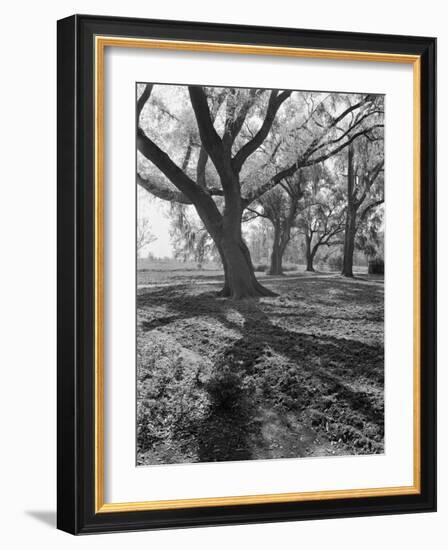 Trees on the Nelson Doubleday Plantation-Alfred Eisenstaedt-Framed Photographic Print