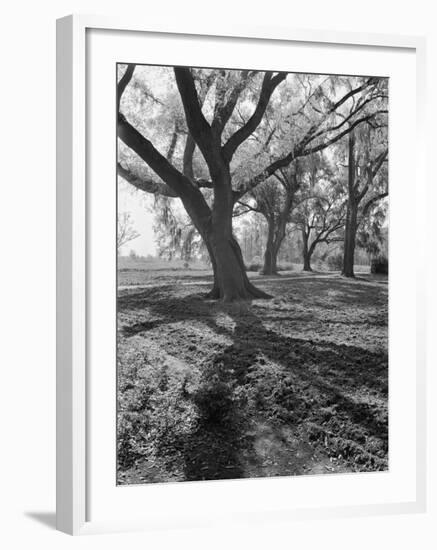 Trees on the Nelson Doubleday Plantation-Alfred Eisenstaedt-Framed Photographic Print