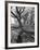 Trees on the Nelson Doubleday Plantation-Alfred Eisenstaedt-Framed Photographic Print