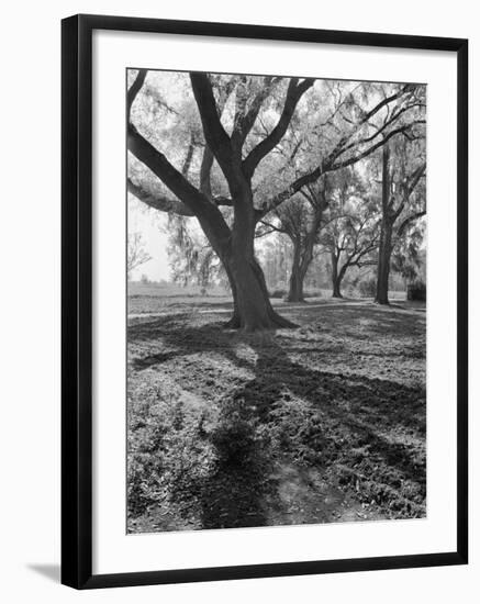 Trees on the Nelson Doubleday Plantation-Alfred Eisenstaedt-Framed Photographic Print