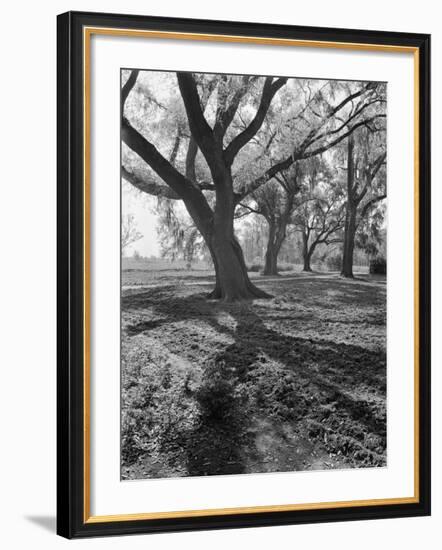 Trees on the Nelson Doubleday Plantation-Alfred Eisenstaedt-Framed Photographic Print