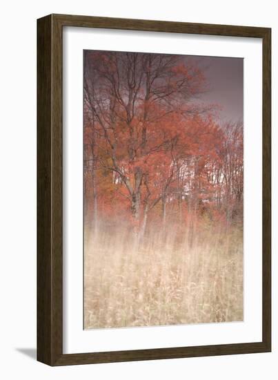 Trees on Wind 1-Moises Levy-Framed Photographic Print