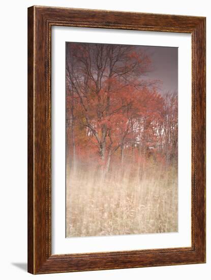Trees on Wind 1-Moises Levy-Framed Photographic Print