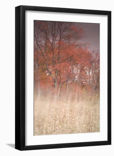 Trees on Wind 1-Moises Levy-Framed Photographic Print