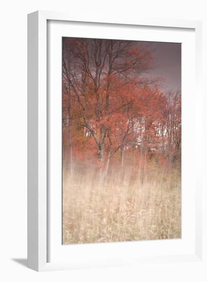 Trees on Wind 1-Moises Levy-Framed Photographic Print