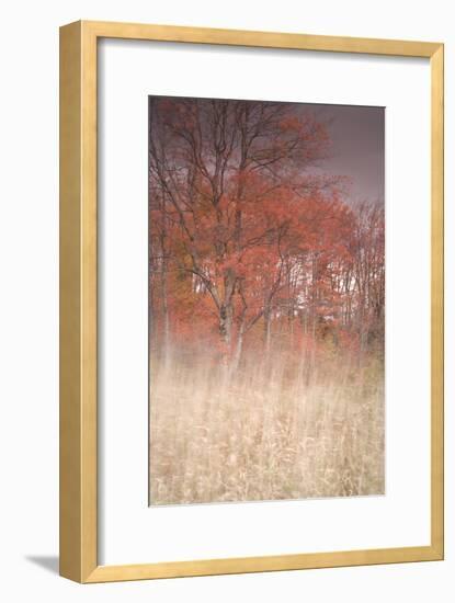 Trees on Wind 1-Moises Levy-Framed Photographic Print