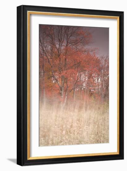 Trees on Wind 1-Moises Levy-Framed Photographic Print