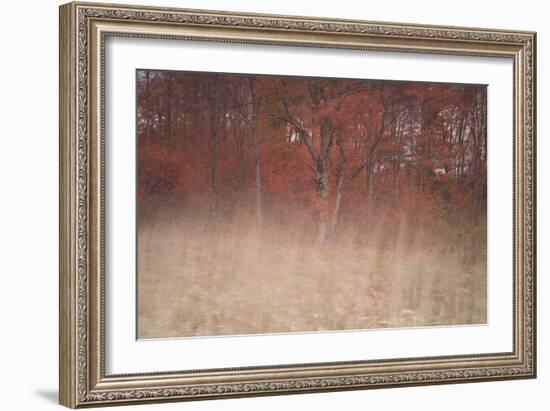 Trees on Wind 2-Moises Levy-Framed Photographic Print