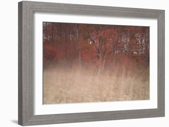 Trees on Wind 2-Moises Levy-Framed Photographic Print