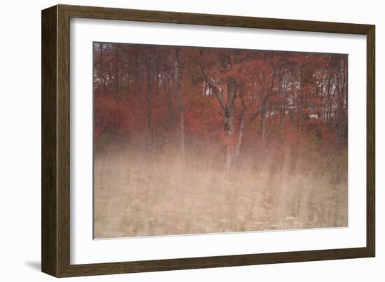 Trees on Wind 2-Moises Levy-Framed Photographic Print