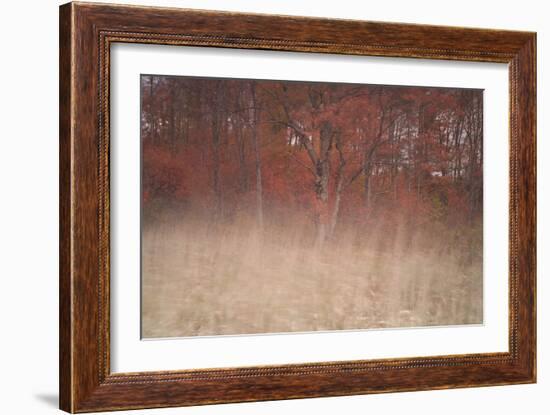 Trees on Wind 2-Moises Levy-Framed Photographic Print