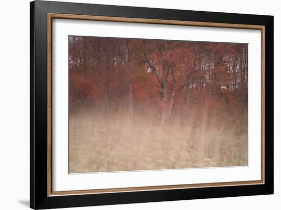 Trees on Wind 2-Moises Levy-Framed Photographic Print