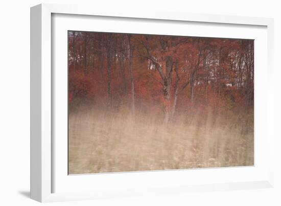 Trees on Wind 2-Moises Levy-Framed Photographic Print