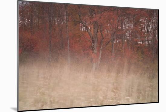 Trees on Wind 2-Moises Levy-Mounted Photographic Print