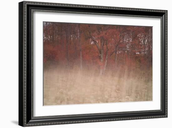 Trees on Wind 2-Moises Levy-Framed Photographic Print