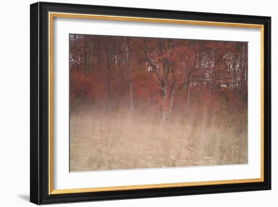 Trees on Wind 2-Moises Levy-Framed Photographic Print