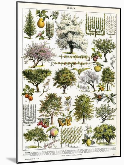 Trees, Orchard Trees-null-Mounted Art Print