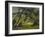Trees, Provence, 1912-Derwent Lees-Framed Giclee Print