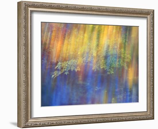 Trees Reflected in Car Window-Nancy Rotenberg-Framed Photographic Print