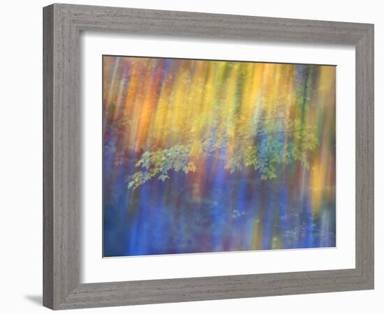 Trees Reflected in Car Window-Nancy Rotenberg-Framed Photographic Print