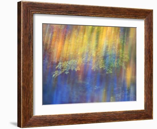 Trees Reflected in Car Window-Nancy Rotenberg-Framed Photographic Print