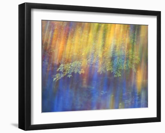 Trees Reflected in Car Window-Nancy Rotenberg-Framed Photographic Print