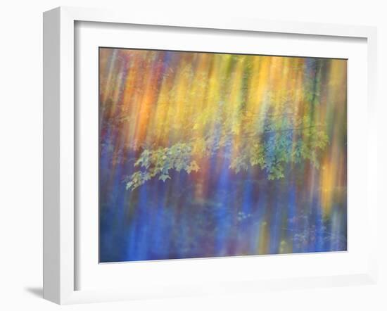 Trees Reflected in Car Window-Nancy Rotenberg-Framed Photographic Print